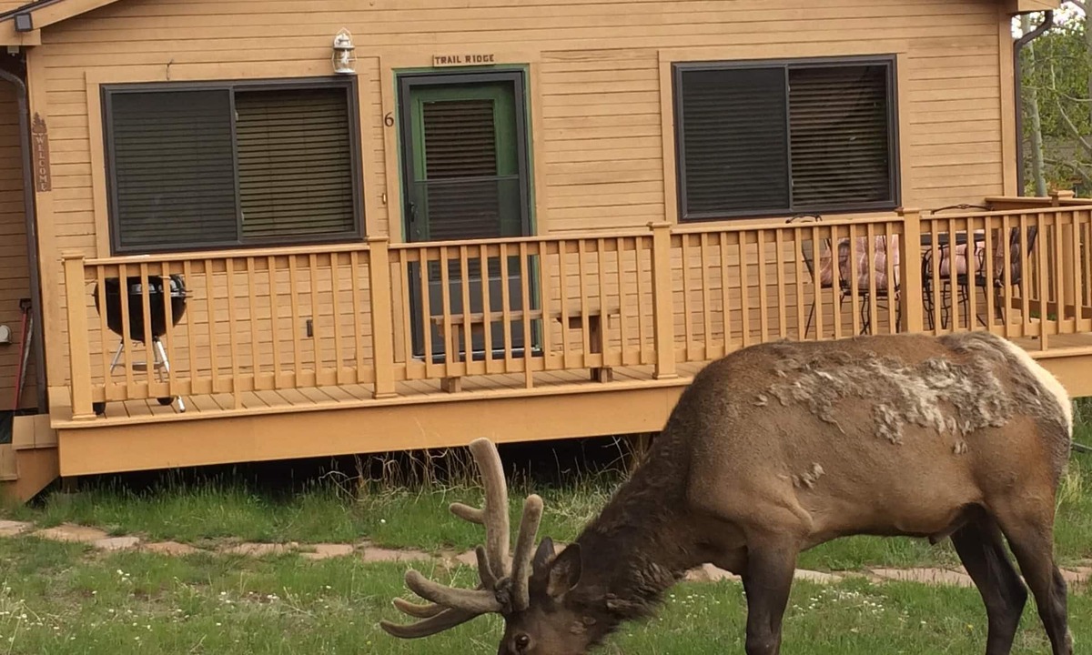 Estes Park Cabin | Cozy cabin by the Big Thompson river - Close to Downtown and RMNP