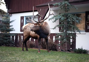 One bedroom condo minutes from National Park, and downtown Estes Park