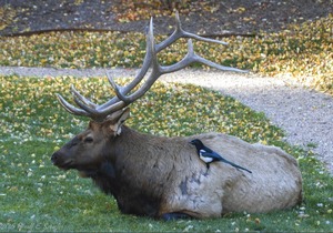 Single room suite, king bed, jetted tub close to Estes Park