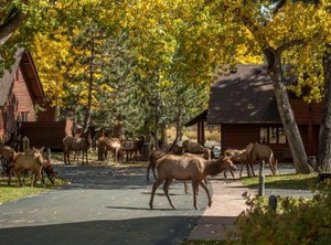 Rams Village Resort | Estes Park