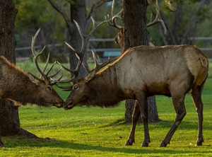 Terra Tomah Mountain | Estes Park