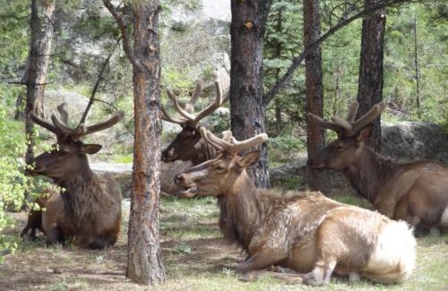 Estes Park Resort | Stonebrook Resort - Adult Only