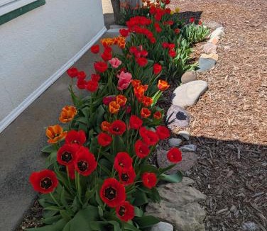 Montrose House | AG House, Recreaters,Work Remote, Surgery, Healing ADA, Pets, Parking