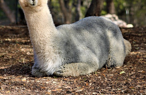 Spring Branch House | Alpaca Experience Tours at Spross Hollow Guest House
