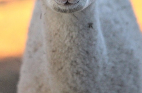 Spring Branch House | Alpaca Experience Tours at Spross Hollow Guest House