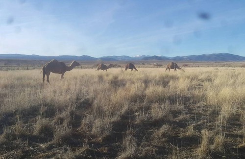 Capulin Other | Camping ∙ 1 bedroom ∙ 4 guests