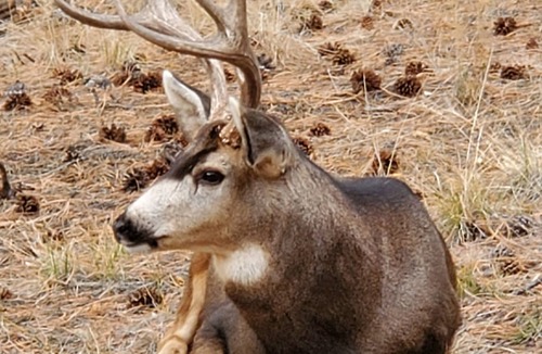 Westcliffe House | Dog Friendly, Cozy 3 Bdrm Cabin in the Woods