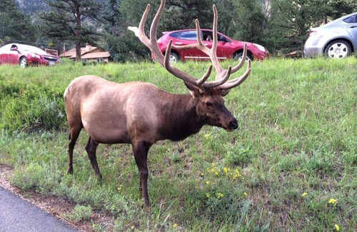 Estes Park House | Elkhorn Condo by Rocky Mountain Resorts- #3262