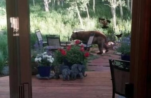 Coal Creek Apartment | Mtn Retreat: Hike ,Hot Tub, Explore CO, Ski, Relax