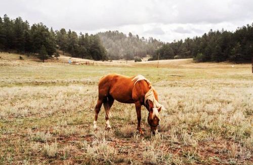 Lake George Ski Chalet | New! Charming cozy Cabin Colorado National Forest