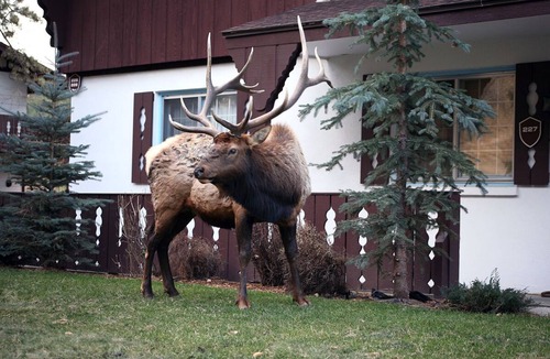 Estes Park Condo | One bedroom condo minutes from National Park, and downtown Estes Park