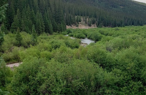 Cimarron RV Rental | RV Lot nestled in the Aspens!