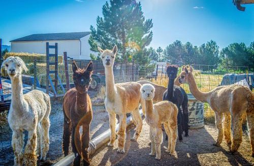 Fruitvale House | The Farmhouse at Grand Valley Getaway with Alpacas!