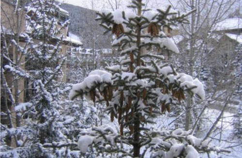 Beaver Creek Condo | TRUE Ski-in/out, walk 2 Village.1364 sf, 2 Kings, 3rd floor units large, BEST .