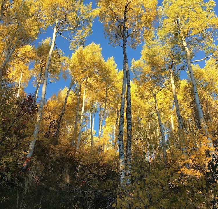 Photo of Outdoor in Beaver Creek