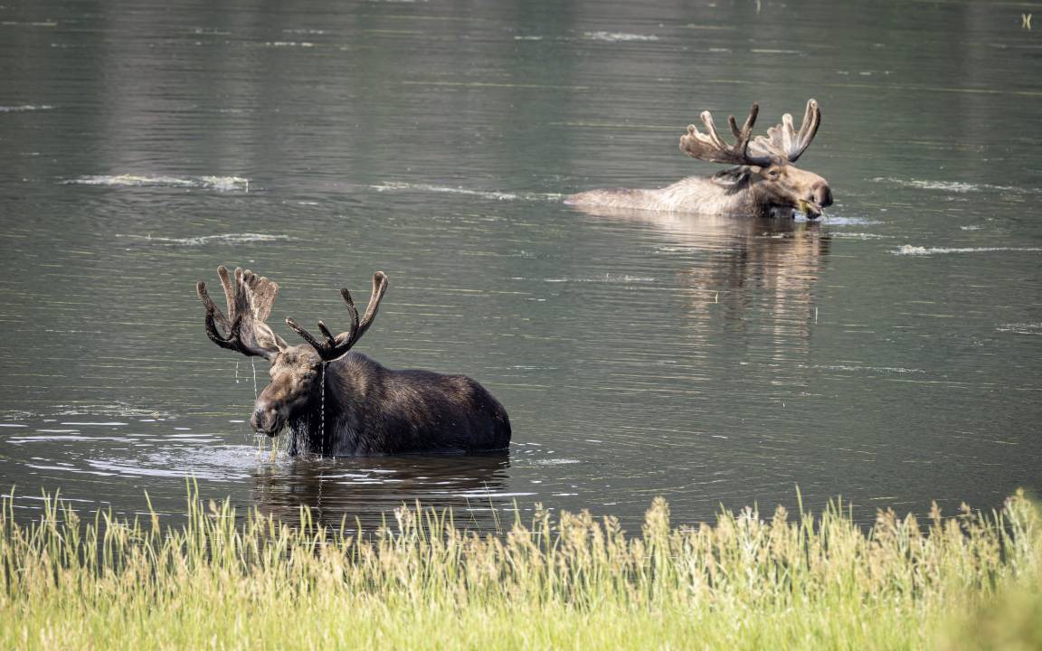 Photo of Others in Estes Park