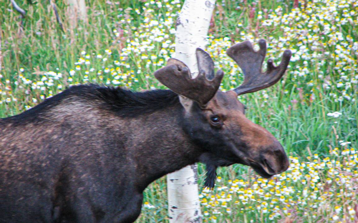 Photo of Others in Wildernest
