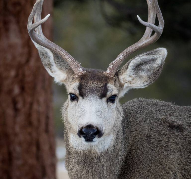 Photo of Others in Estes Park