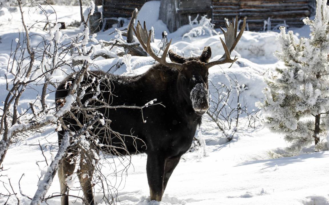 Photo of Others in Estes Park