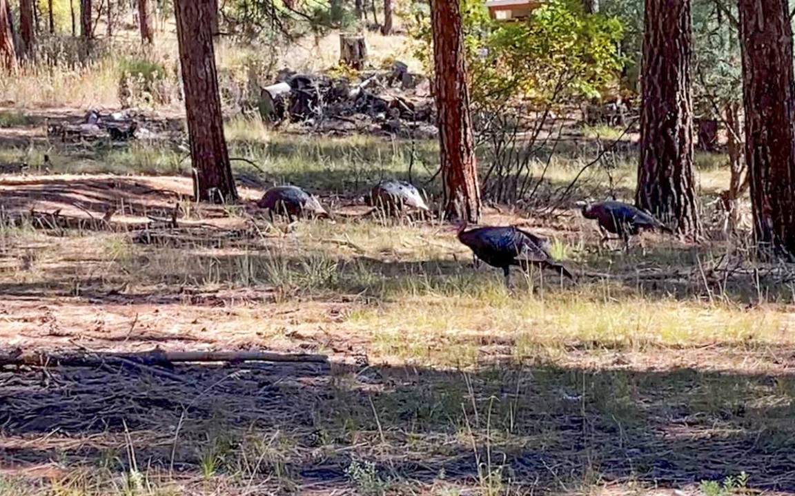 Photo of Others in Forest Lakes