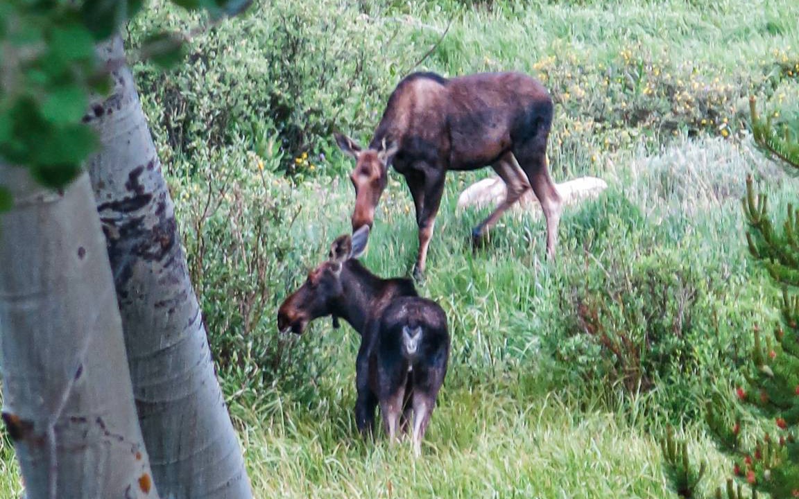 Photo of Others in Wildernest