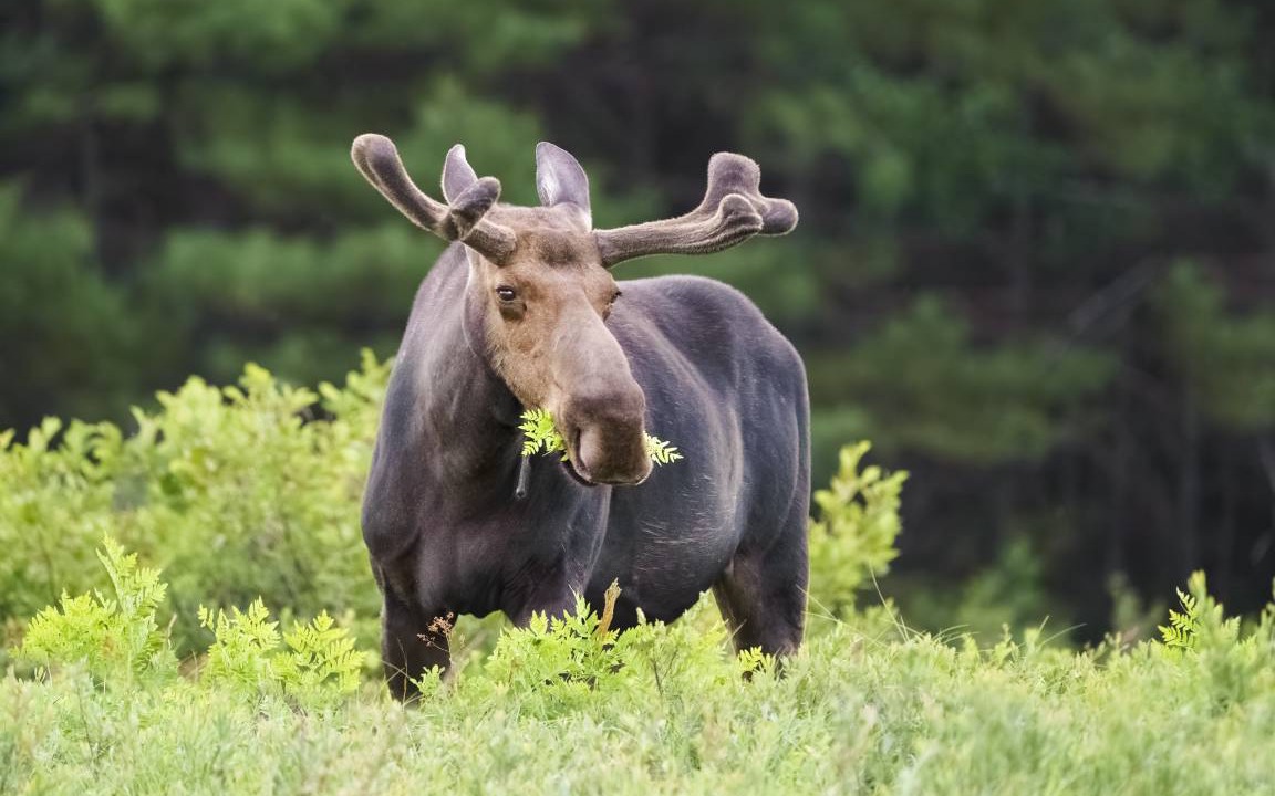 Photo of Others in Pole Creek Meadows