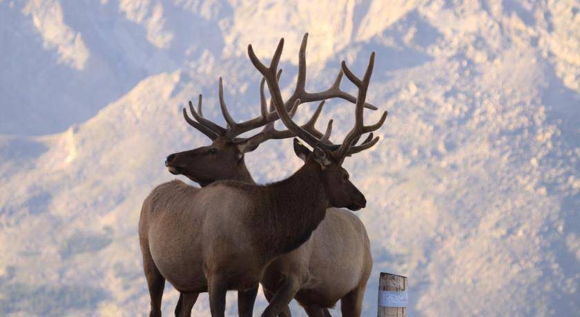 Photo of Others in Estes Park