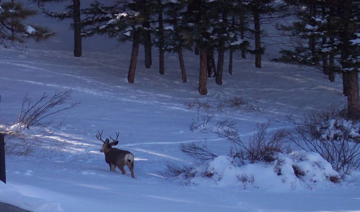 Photo of Others in Ponderosa Pines