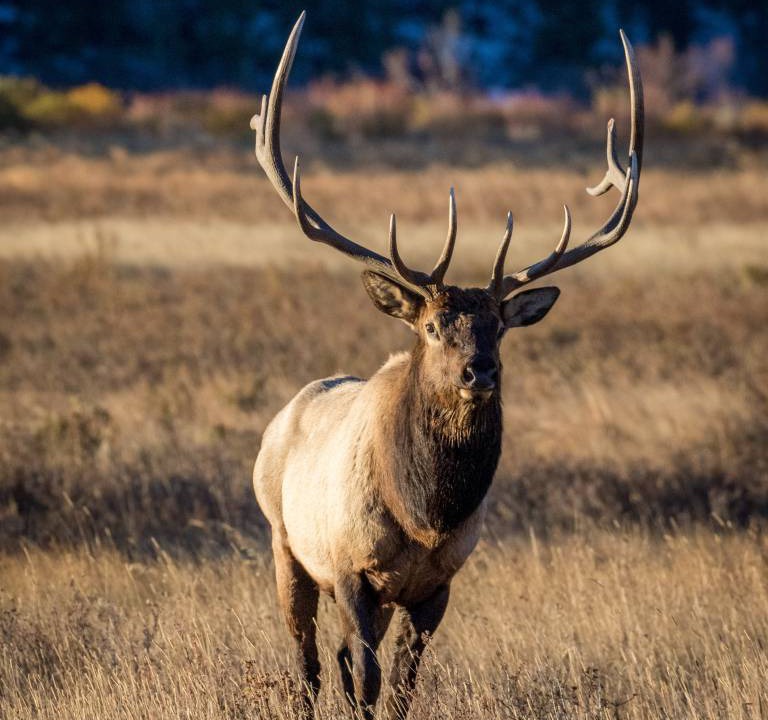 Photo of Others in Estes Park