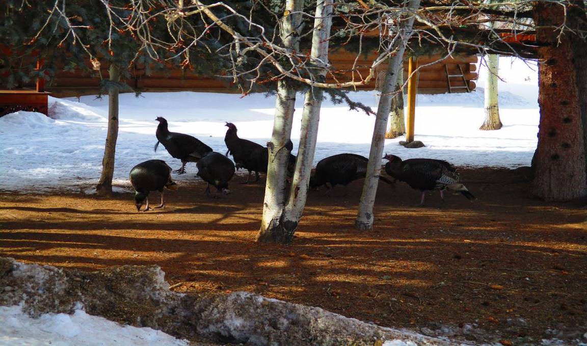 Photo of Others in Ponderosa Pines