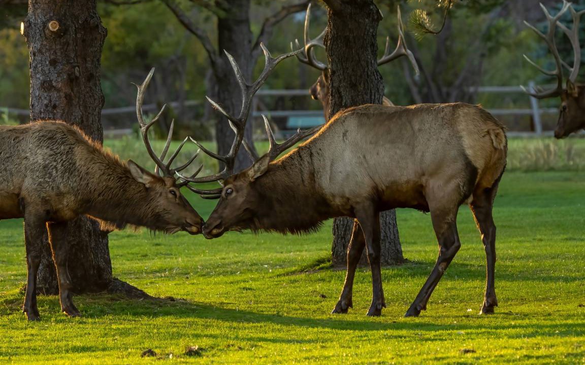 Photo of Others in Estes Park