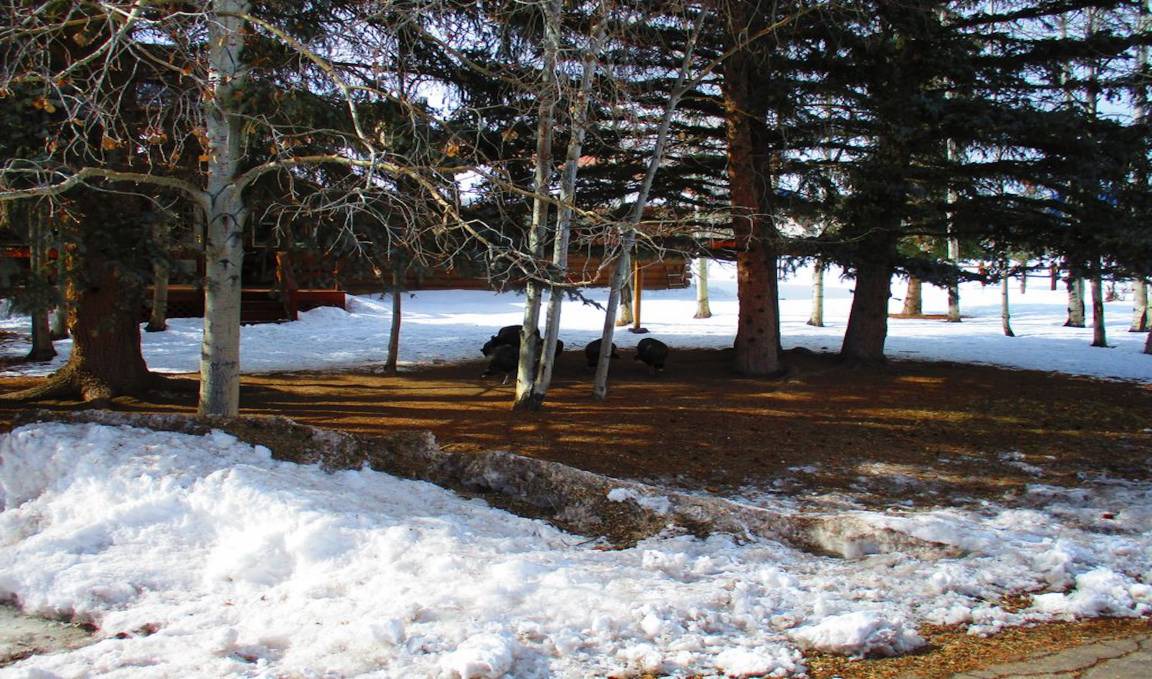 Photo of Others in Ponderosa Pines