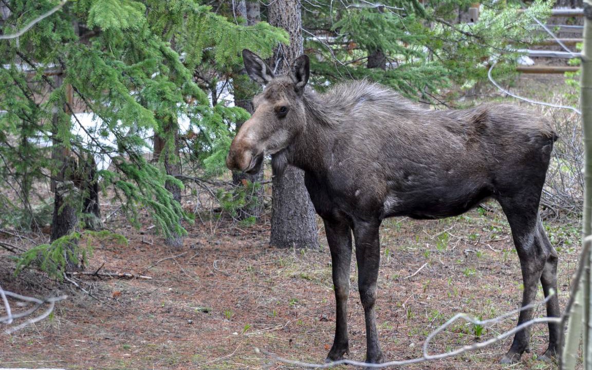 Photo of Others in Breckenridge Park Estates