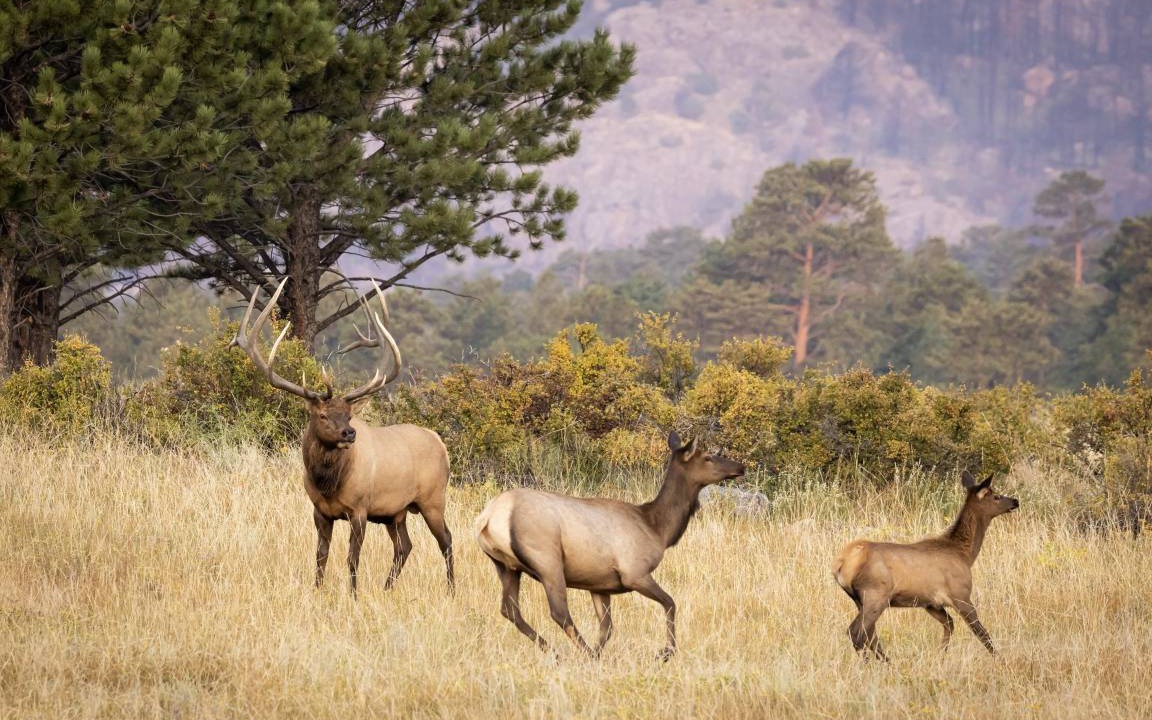 Photo of Others in Estes Park