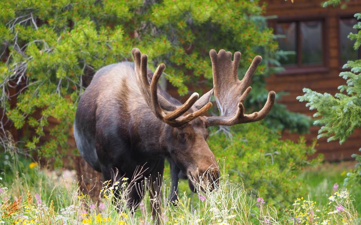 Photo of Others in Vail