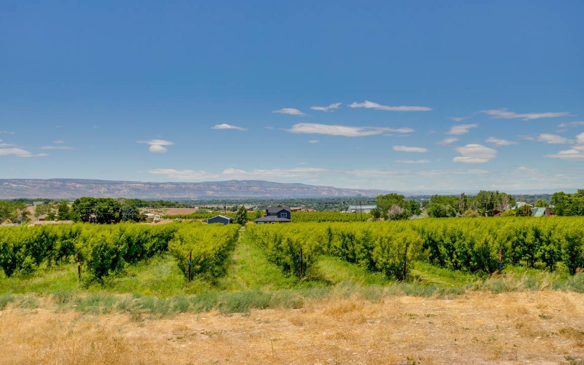 Photo of Others in Palisade