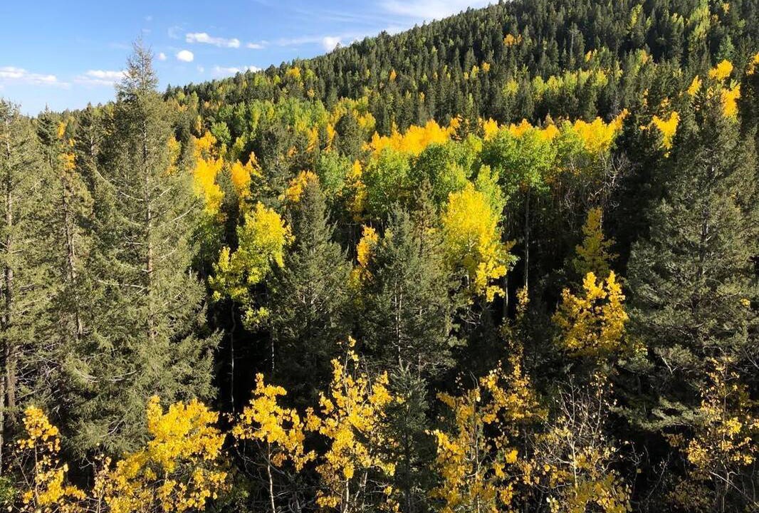 Photo of Others in Conifer Mountain and Meadows
