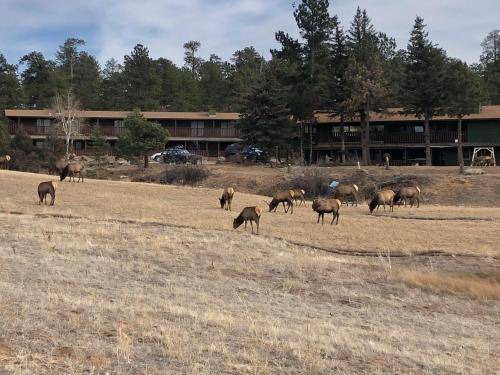 Photo of Others in Estes Park