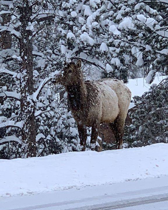 Photo of Others in Estes Park