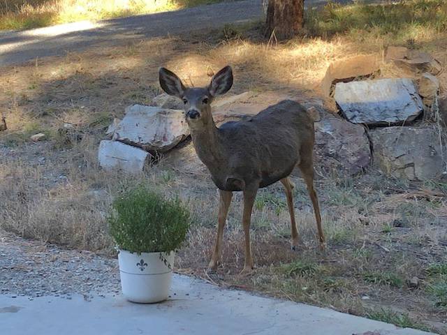 Photo of Others in Forest Lakes