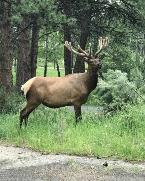 Photo of Others in Estes Park