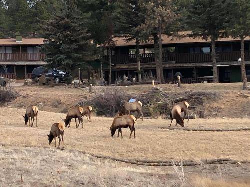 Photo of Others in Estes Park