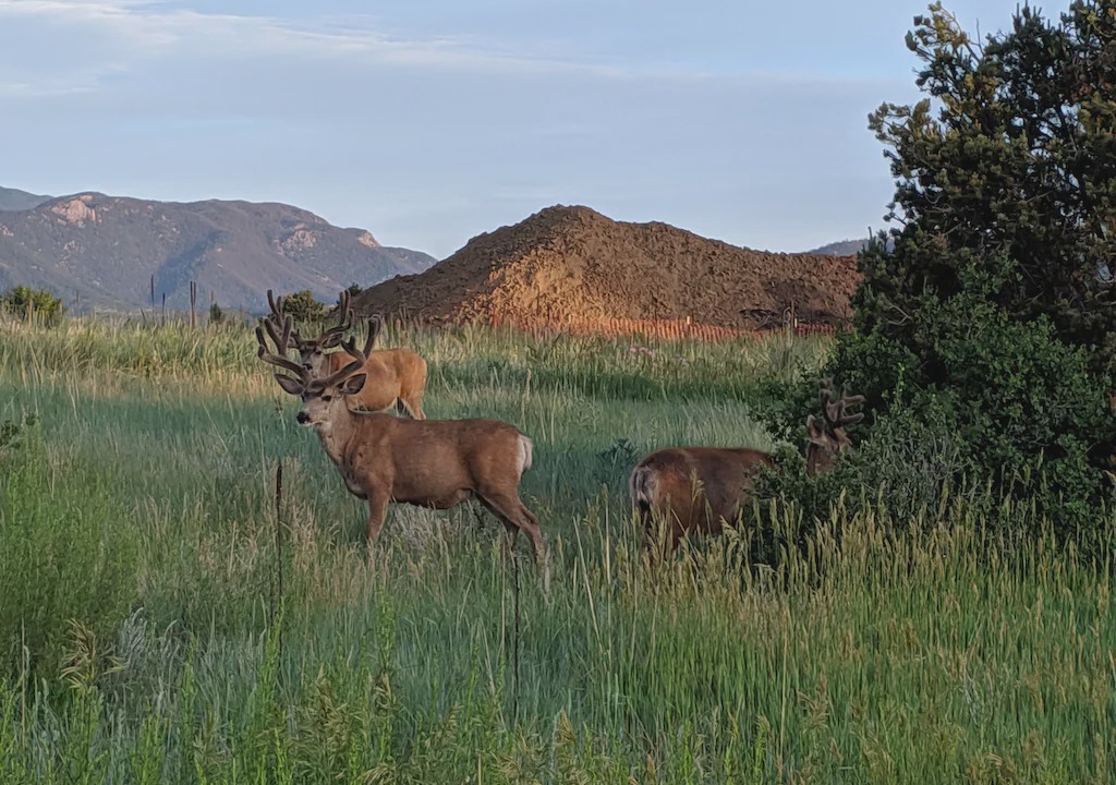 Photo of Others in West Colorado Springs