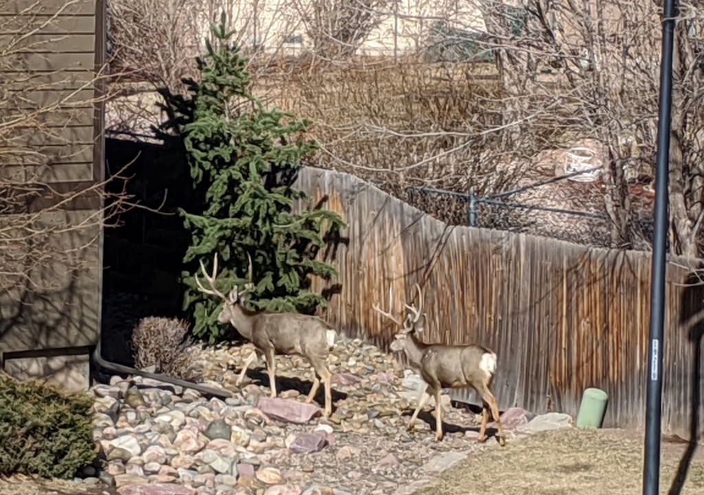 Photo of Others in West Colorado Springs