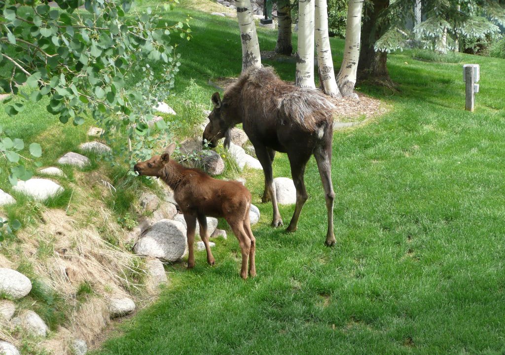 Photo of Human In Picture in Vail