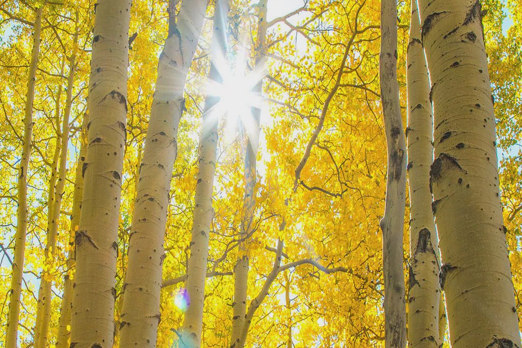 Photo of Others in Steamboat Springs