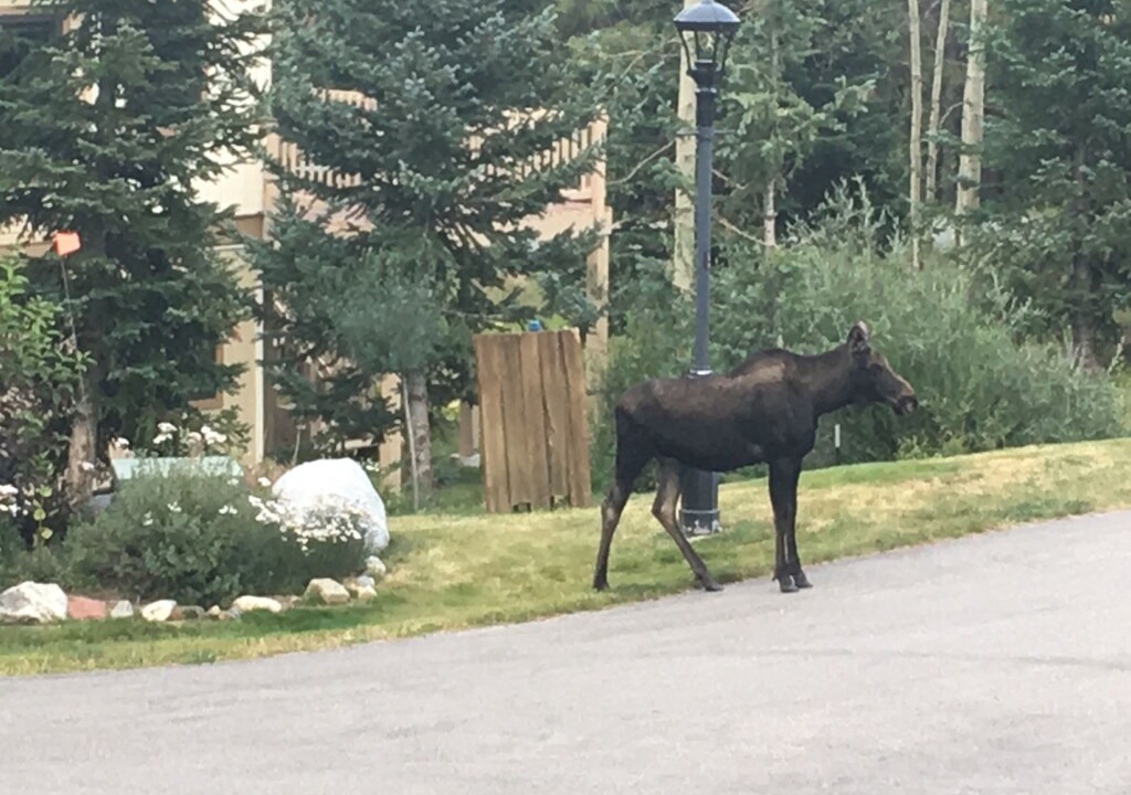 Photo of Others in Park Forest Estates