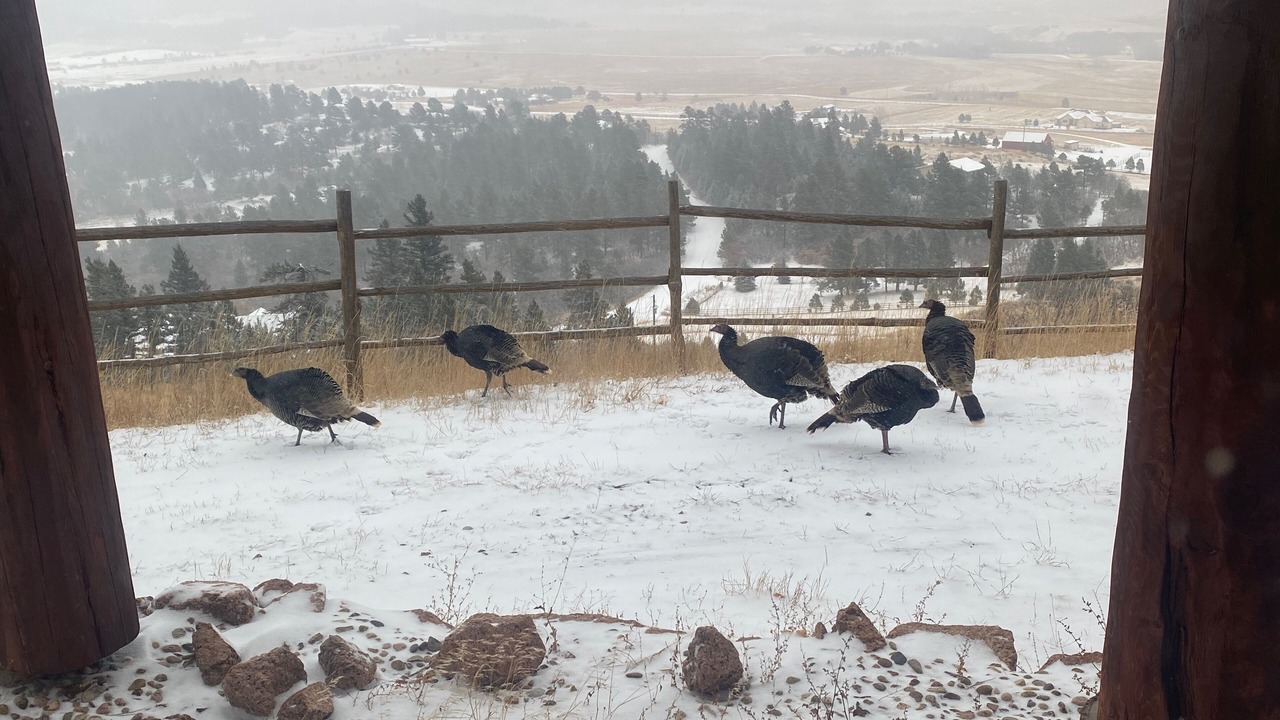 Photo of Outdoor in Larkspur