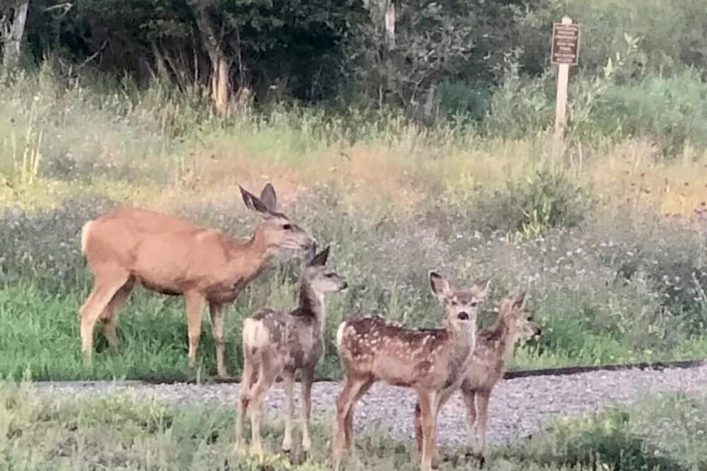 Photo of Others in Pagosa Springs