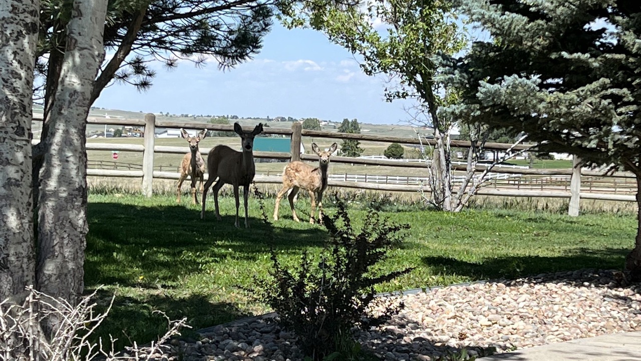 Photo of Outdoor in Parker